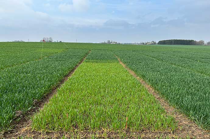 F&auml;lt &Auml;ngelholm v 17