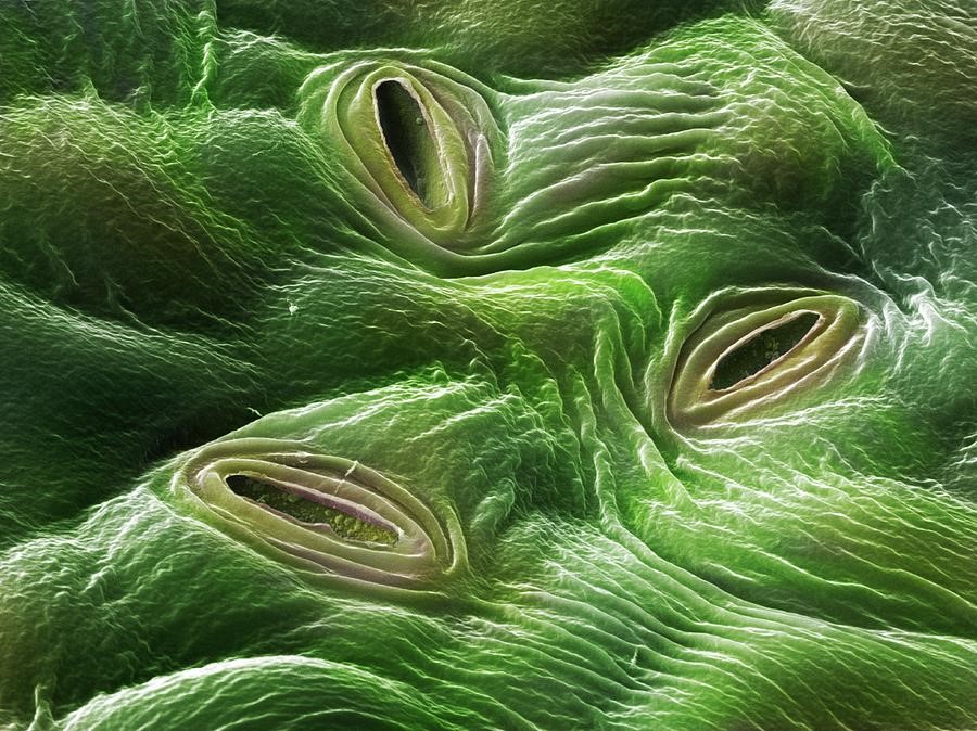  V&auml;xtens spalt&ouml;ppningar 