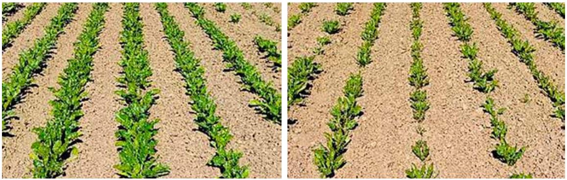 Betor i j&auml;mf&ouml;relse