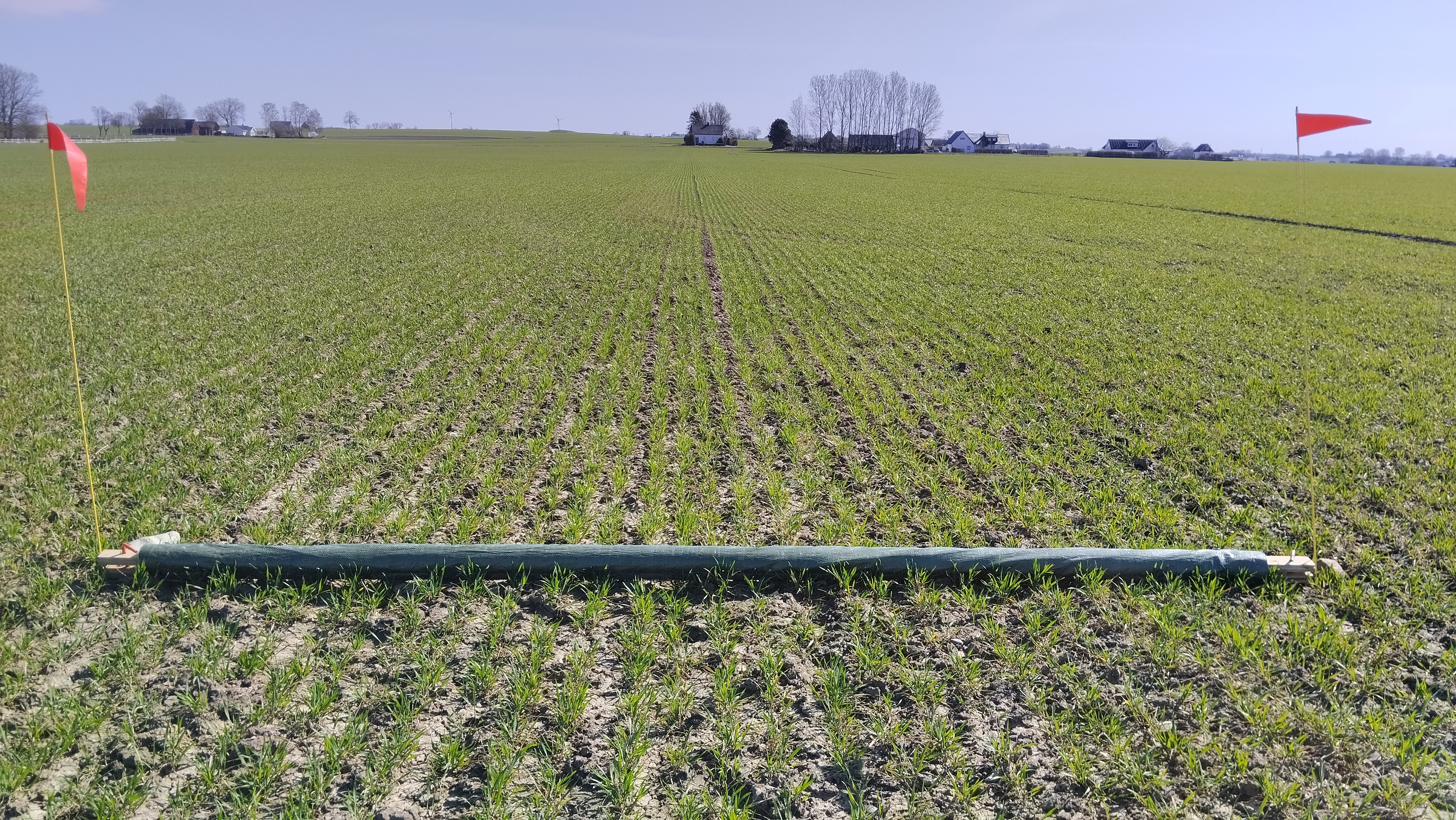 Höstvete v16 Svalövsgården