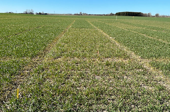 Nollruta &Auml;ngelhom v 15