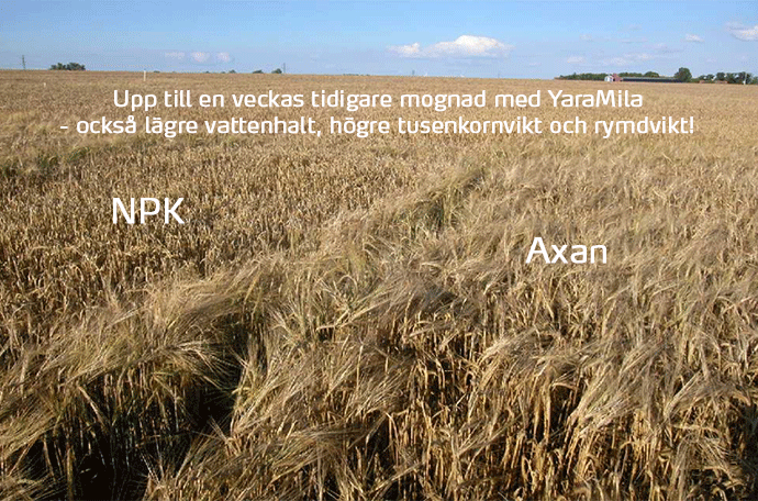 YaraMila i vårgrödor