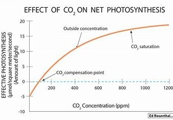 Optimal CO2-niv&aring; i fotosyntesen