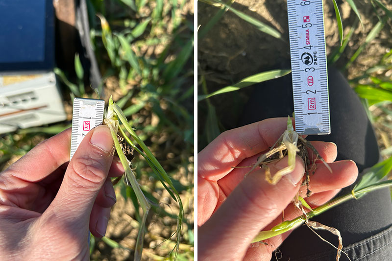 Bild som visar utvecklingsstadium