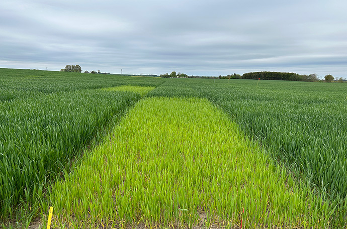 &Auml;ngelholm f&auml;lt