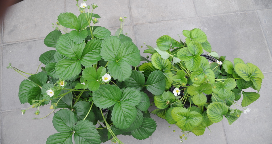 Jordgubbar Mangan.jpg