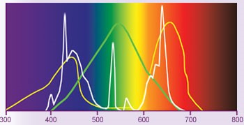 Ljusets betydelse i fotosyntesen