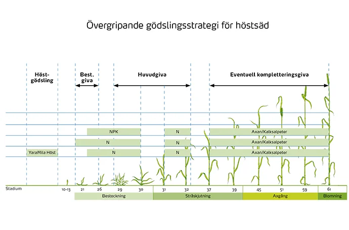utvecklingsstadier