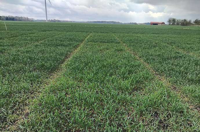 F&auml;lt Gr&auml;storp v 17