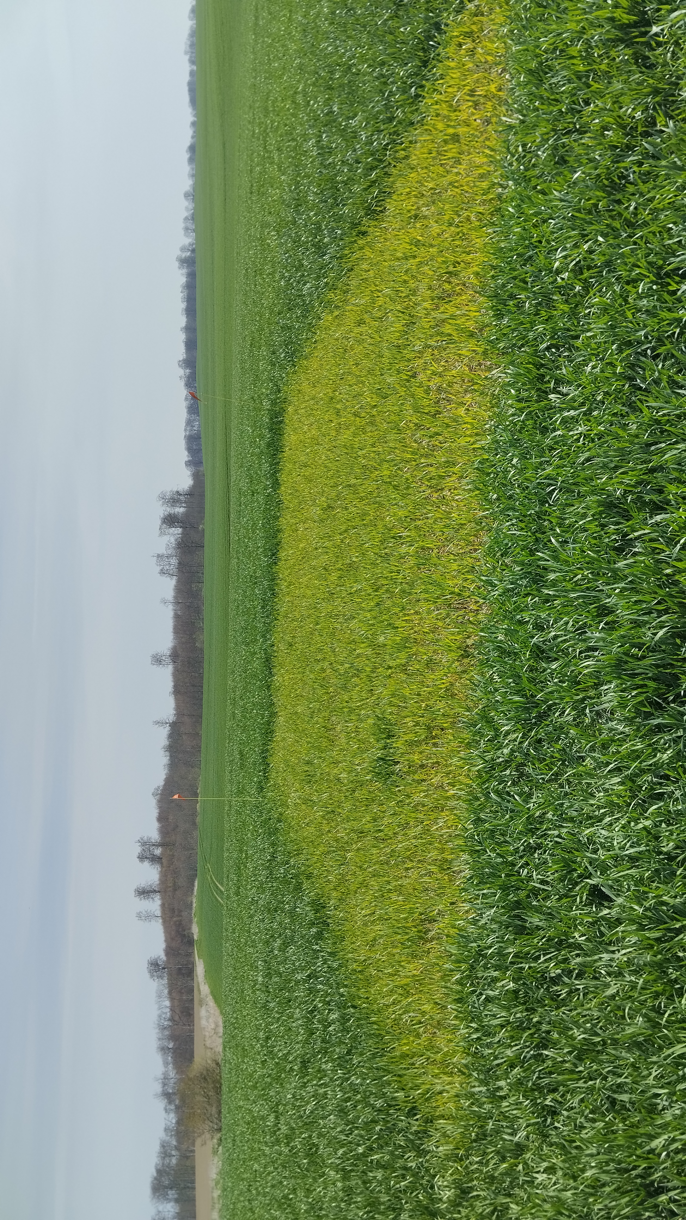 Charlottenlund 1 är ett av fälten i Skåne med lite större kväveupptag i fältet kombinerat med en nollruta som levererar låga mängder kväve. 