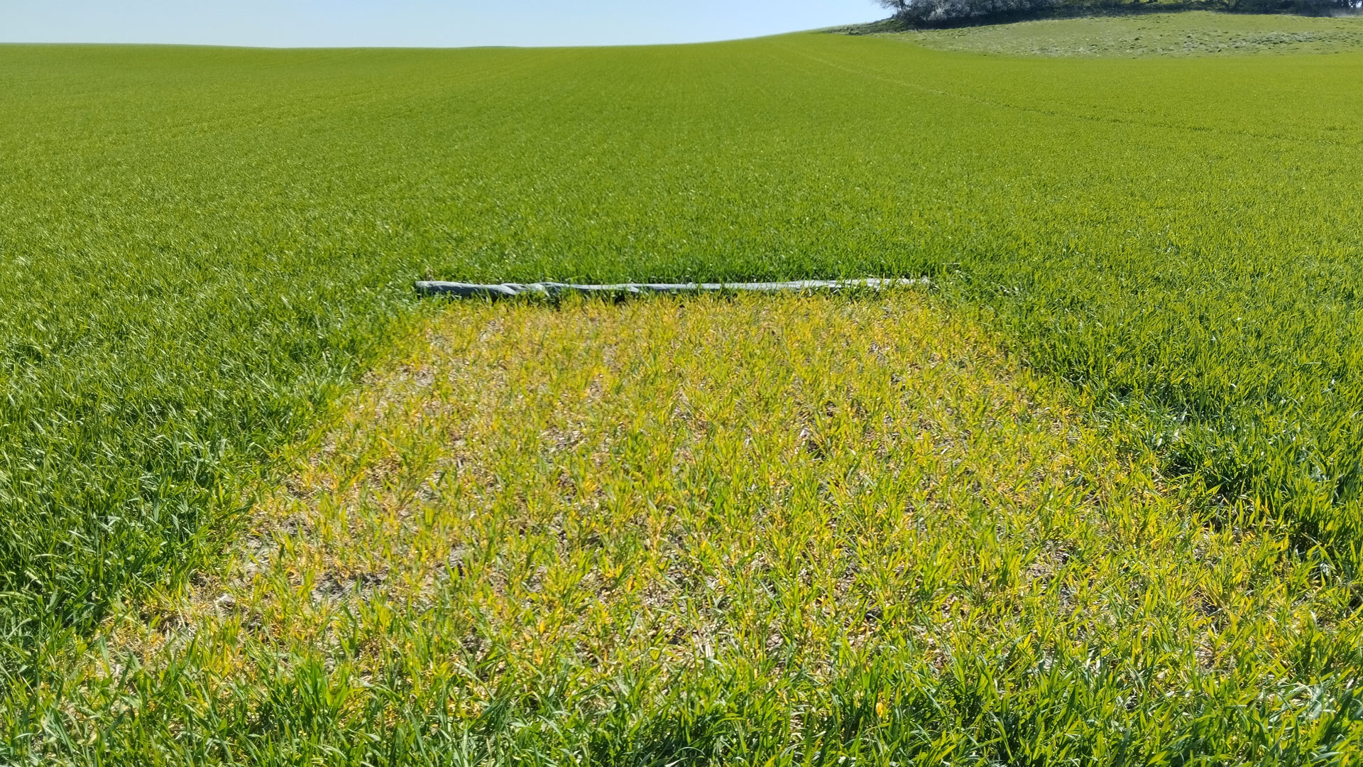 Krageholm 1 är ett bra exempel på ett fält i Skåne med låg markleverans. Nollrutan har hitin-tills i ovanjordisk biomassa gett 13 kg N/ha och fältet runt omkring har tagit upp 55 kg N/ha. 
