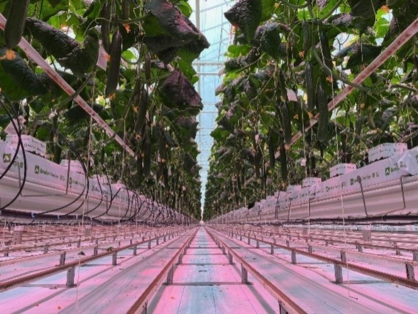 Gurkplantor i produktion