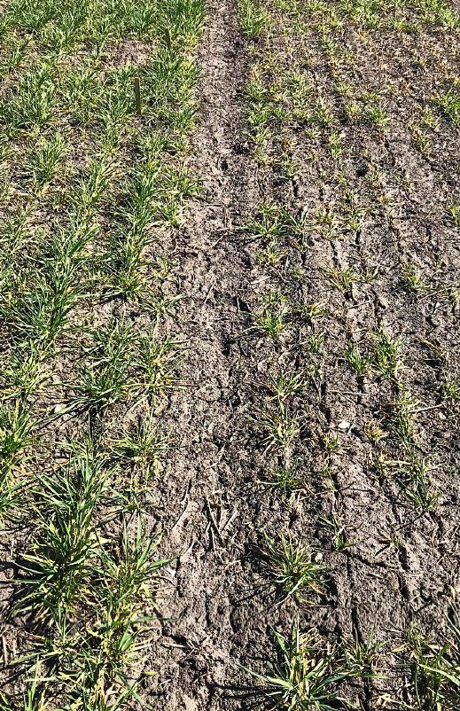 Foto2 Höstkorn artikel.JPG