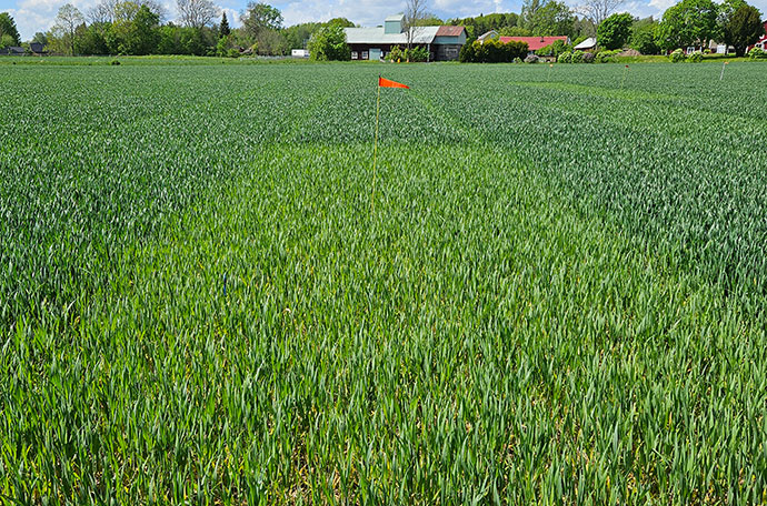 F&auml;ltet i V&auml;ster&aring;s vecka 22