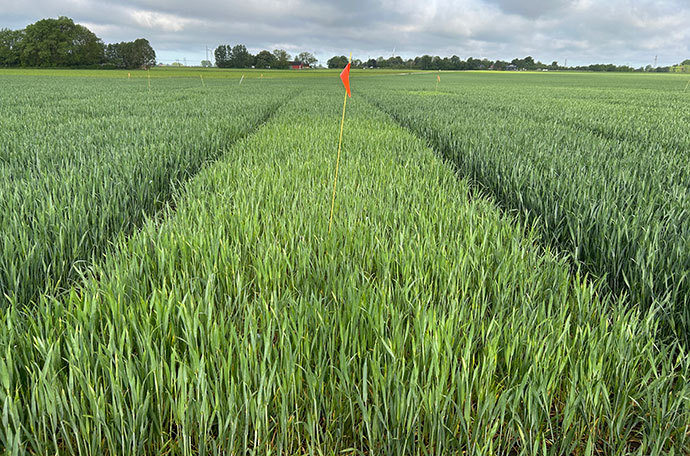 F&auml;ltet i Lund vecka 22