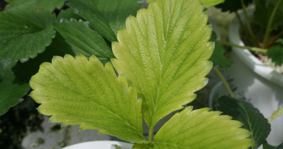 Jordgubbe j&auml;rn.jpg