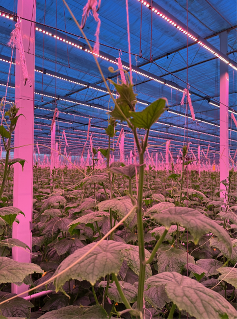 Gardin i v&auml;xthus