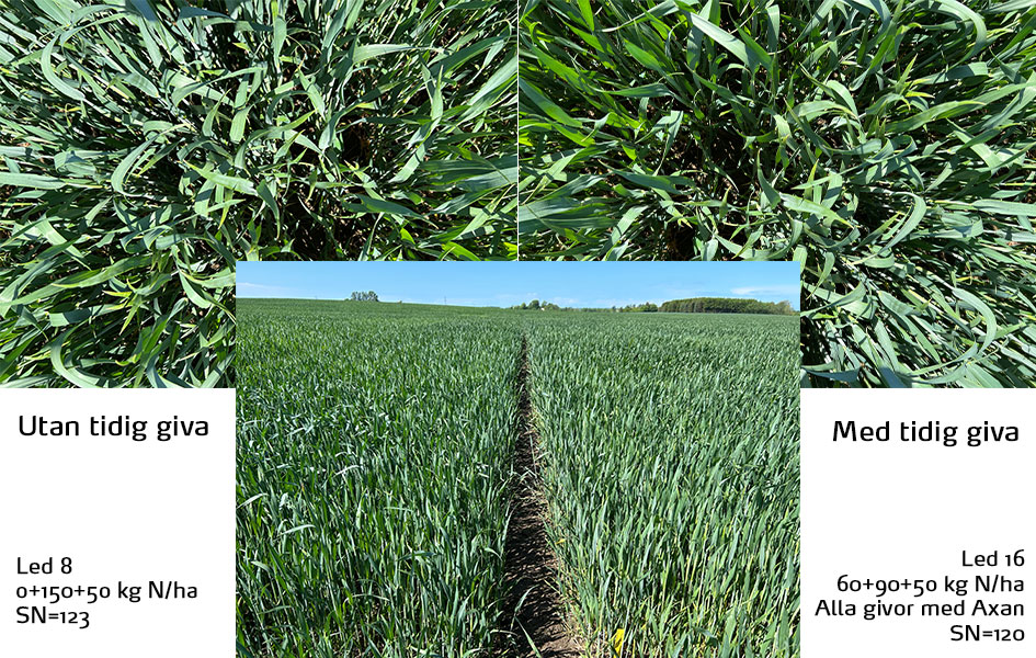 F&auml;lt i &Auml;ngelholm vecka 22
