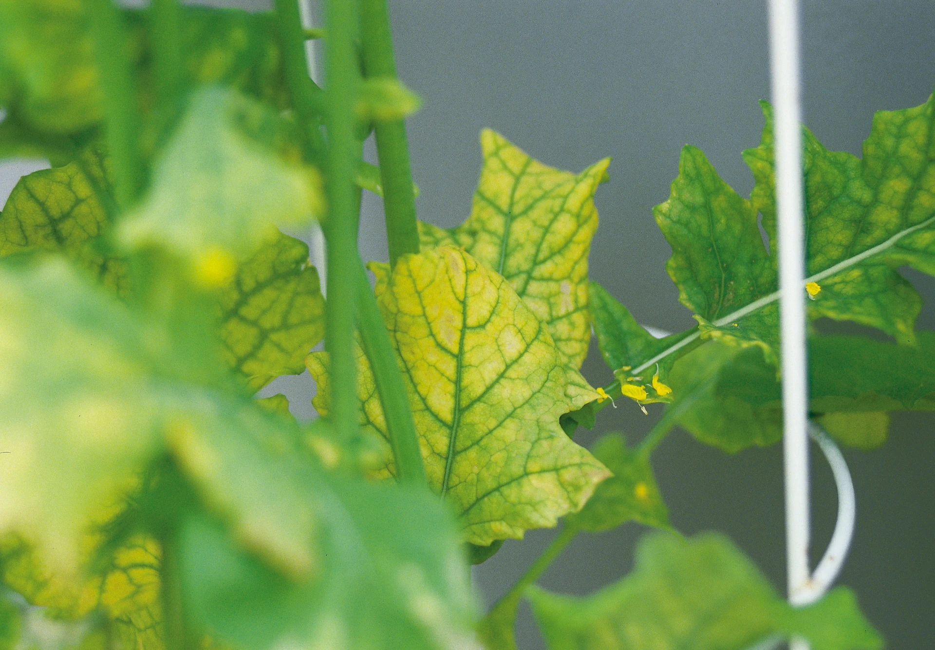 Raps med manganbrist