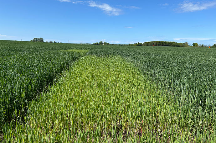 F&auml;ltet &Auml;ngelholm vecka 22