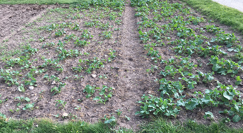 rapsf&ouml;rs&ouml;k